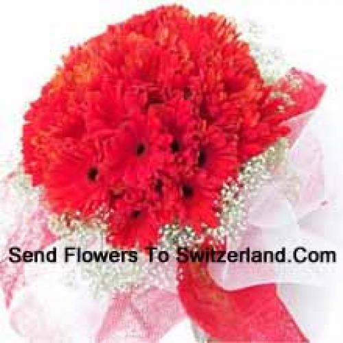 Cute 37 Red Gerberas