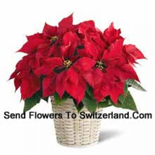 Carino poinsettia in cestino