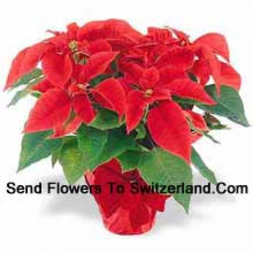 Belle Poinsettie Rosse