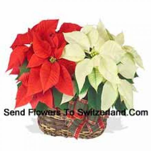 Bellissime Poinsettie Rosse e Bianche in Cestino